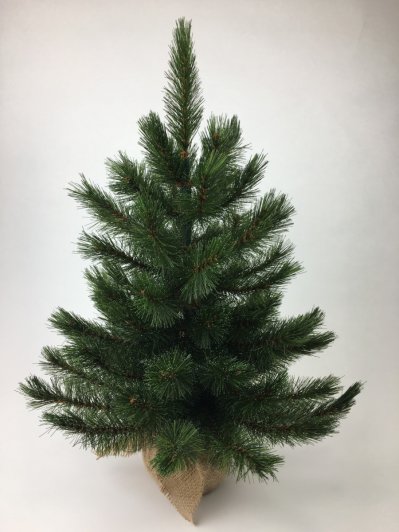 Лесная Красавица Triumph Tree