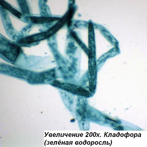 Микроскоп Optika B-192 40x-1000x Bino