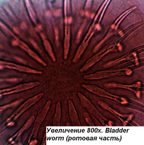 Микроскоп Optika B-192 40x-1000x Bino