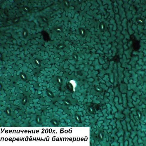 Микроскоп Optika B-192 40x-1000x Bino