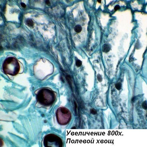 Микроскоп Optika B-192 40x-1000x Bino