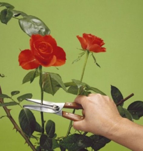 Ножницы садовые Victorinox 6.5009