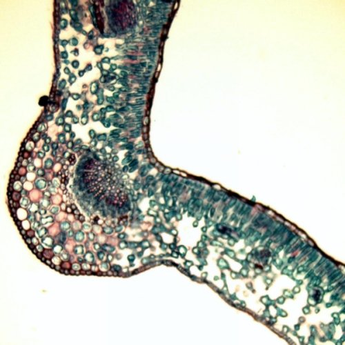 Аксессуары Bresser Набор препаратов №5 100 шт