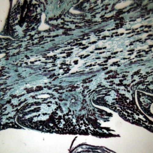 Аксессуары Bresser Набор препаратов №5 100 шт