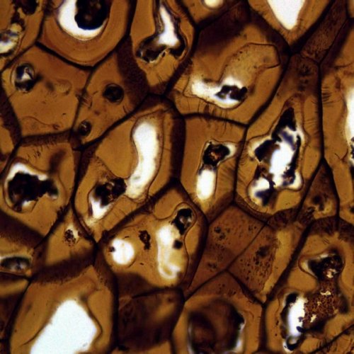 Аксессуары Bresser Набор препаратов №5 100 шт