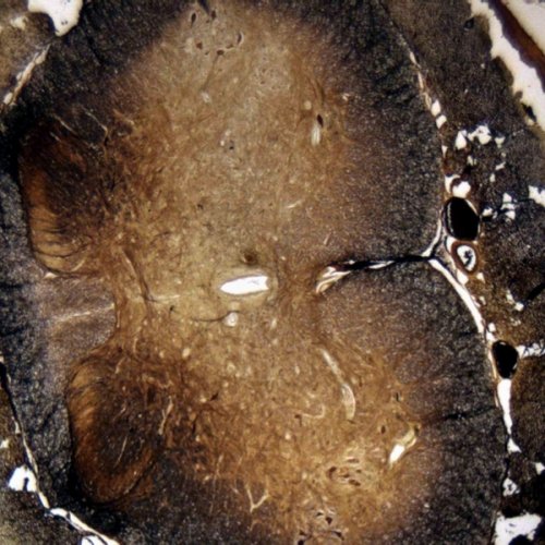 Аксессуары Bresser Набор препаратов №5 100 шт