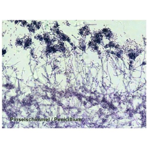 Аксессуары Bresser Набор препаратов №6 50 шт