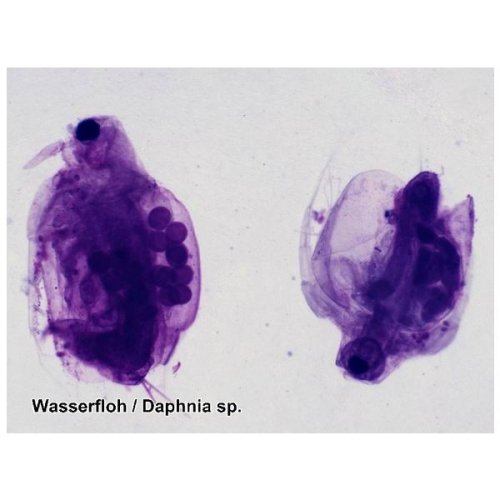 Аксессуары Bresser Набор препаратов №6 50 шт