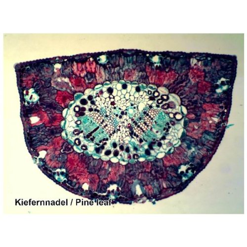 Аксессуары Bresser Набор препаратов №6 50 шт