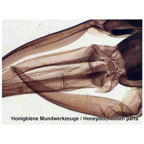 Аксессуары Bresser Набор препаратов №6 50 шт