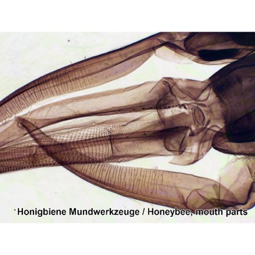 Аксессуары Bresser Набор препаратов №7 25 шт