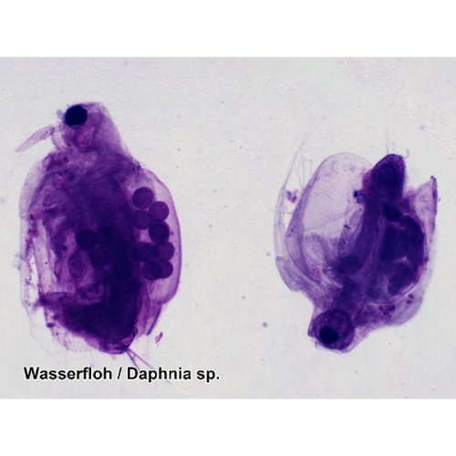 Аксессуары Bresser Набор препаратов №7 25 шт