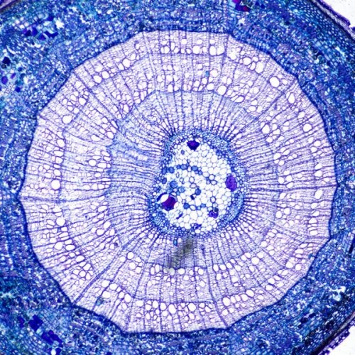 Микроскоп Optika B-159R-PL 40x-1000x Bino Rechargeable