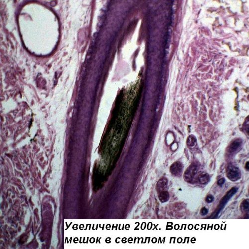 Микроскоп Optika B-150POL-B 40x-400x Bino Polarizing