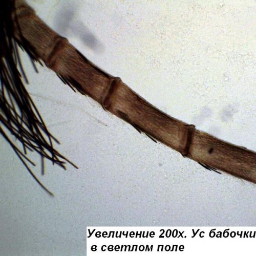 Микроскоп Optika B-150POL-B 40x-400x Bino Polarizing