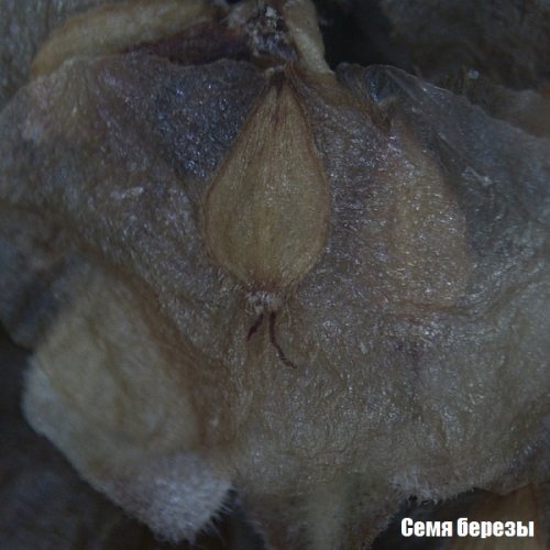 Микроскоп National Geographic Stereo 20x